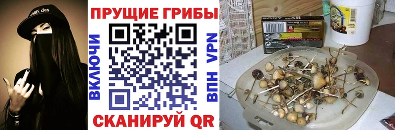 Псилоцибиновые грибы Psilocybine cubensis  где купить наркоту  Багратионовск 